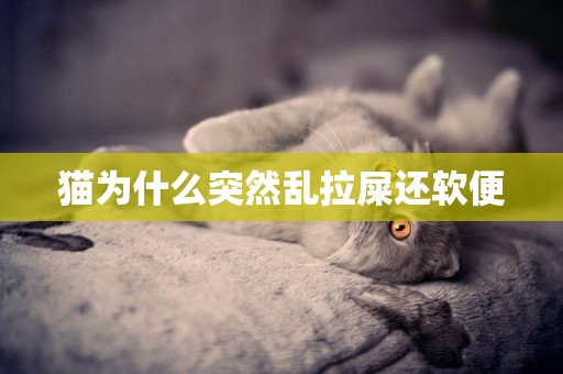 貓為什么突然亂拉屎還軟便