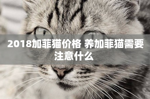 2018加菲貓價格 養加菲貓需要注意什么 