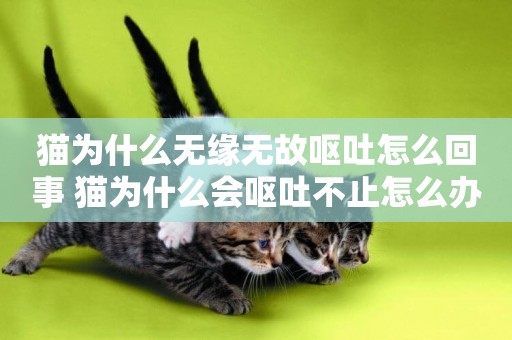 貓為什么無緣無故嘔吐怎么回事 貓為什么會嘔吐不止怎么辦