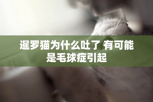 暹羅貓為什么吐了 有可能是毛球癥引起