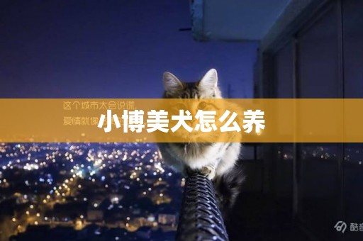 小博美犬怎么養