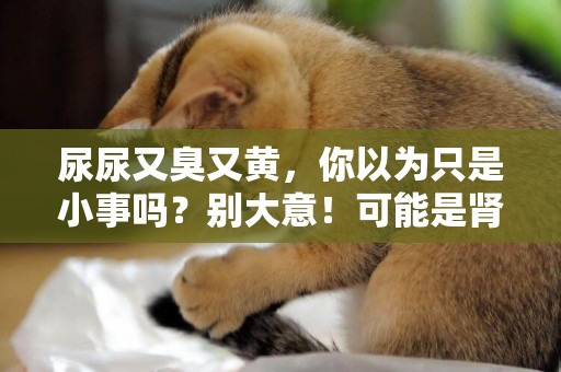 尿尿又臭又黃，你以為只是小事嗎？別大意！可能是腎臟出問題了 