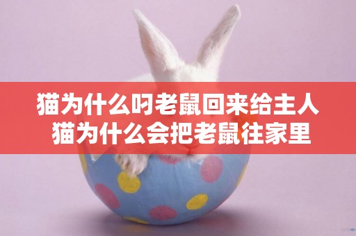 貓為什么叼老鼠回來給主人 貓為什么會把老鼠往家里叼