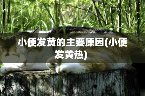 小便發黃的主要原因(小便發黃熱) 