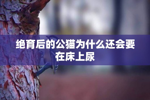 絕育后的公貓為什么還會要在床上尿