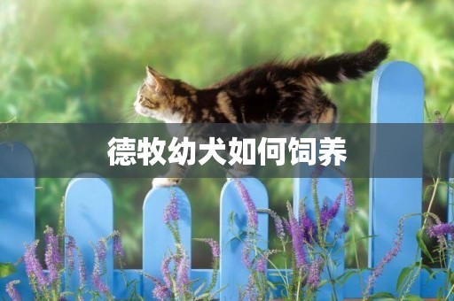 德牧幼犬如何飼養
