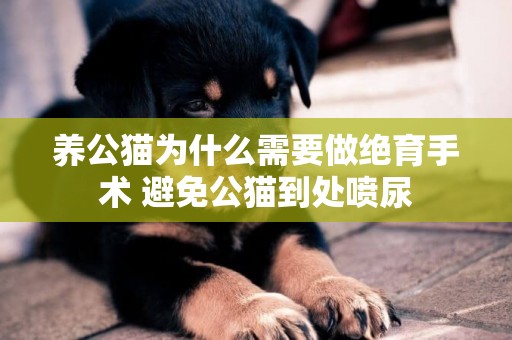養公貓為什么需要做絕育手術 避免公貓到處噴尿