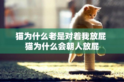 貓為什么老是對著我放屁 貓為什么會朝人放屁