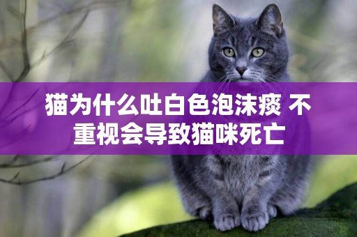 貓為什么吐白色泡沫痰 不重視會導致貓咪死亡