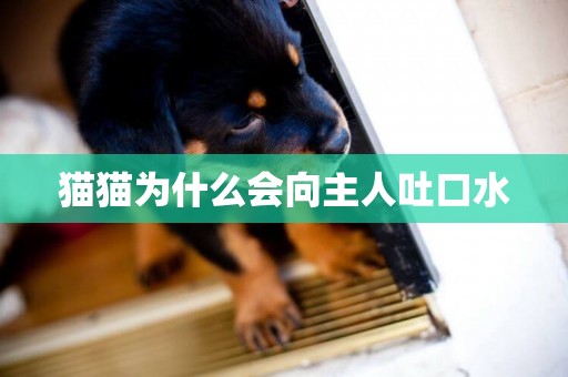 貓貓為什么會向主人吐口水