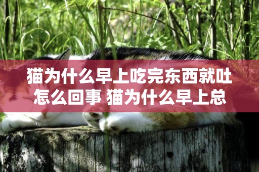 貓為什么早上吃完東西就吐怎么回事 貓為什么早上總是吃了