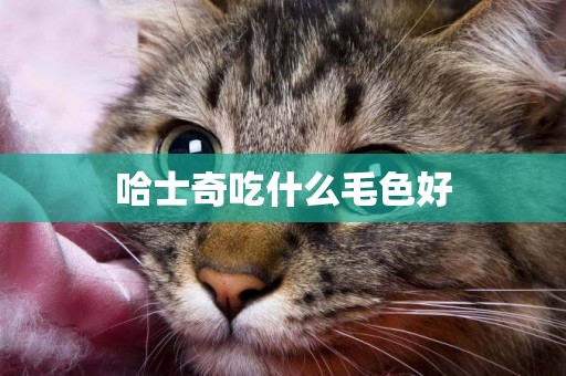 哈士奇吃什么毛色好