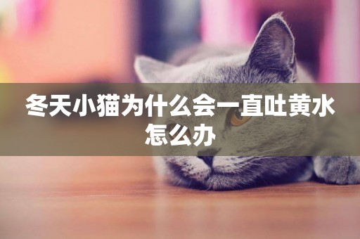 冬天小貓為什么會一直吐黃水怎么辦