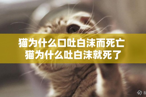 貓為什么口吐白沫而死亡 貓為什么吐白沫就死了