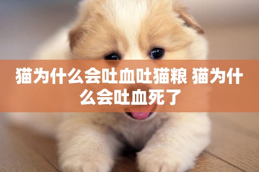 貓為什么會吐血吐貓糧 貓為什么會吐血死了