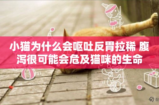 小貓為什么會嘔吐反胃拉稀 腹瀉很可能會危及貓咪的生命