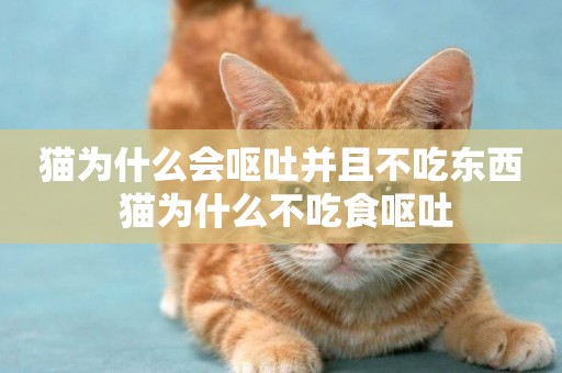 貓為什么會嘔吐并且不吃東西 貓為什么不吃食嘔吐