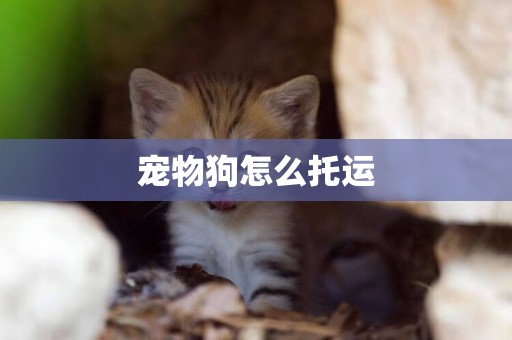 寵物狗怎么托運