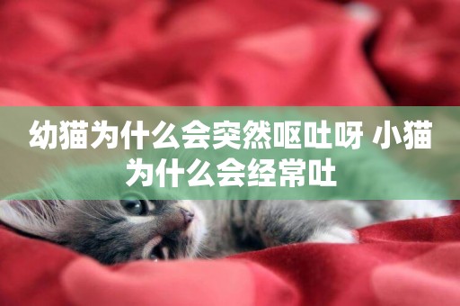幼貓為什么會突然嘔吐呀 小貓為什么會經常吐