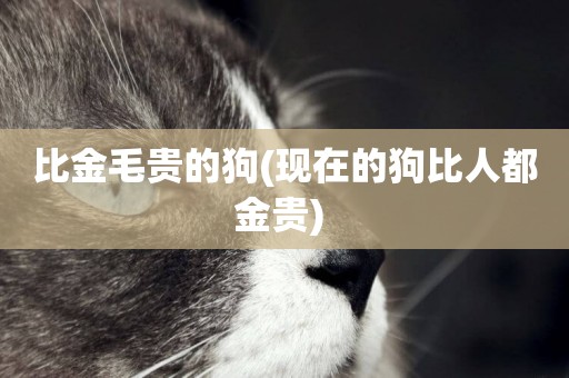 比金毛貴的狗(現在的狗比人都金貴) 