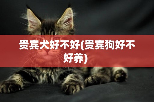 貴賓犬好不好(貴賓狗好不好養) 