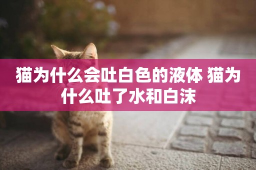 貓為什么會吐白色的液體 貓為什么吐了水和白沫