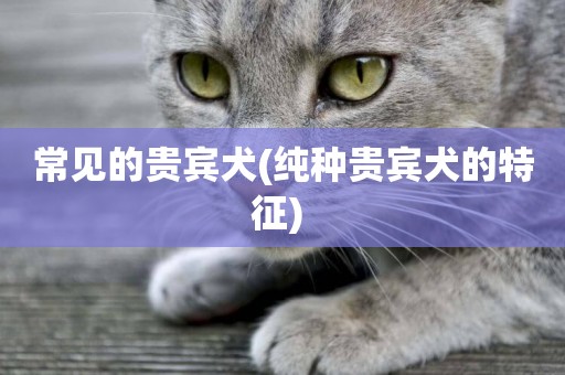 常見的貴賓犬(純種貴賓犬的特征) 