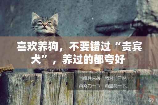 喜歡養狗，不要錯過“貴賓犬”，養過的都夸好 