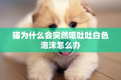 貓為什么會突然嘔吐吐白色泡沫怎么辦