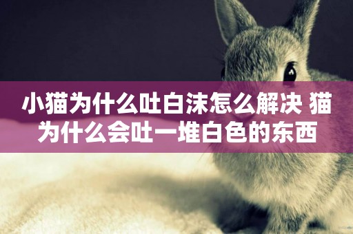 小貓為什么吐白沫怎么解決 貓為什么會吐一堆白色的東西