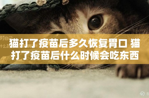 貓打了疫苗后多久恢復胃口 貓打了疫苗后什么時候會吃東西