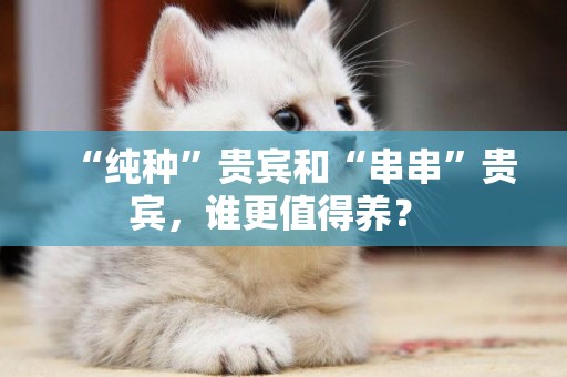 “純種”貴賓和“串串”貴賓，誰更值得養？ 