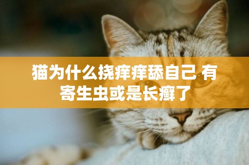貓為什么撓癢癢舔自己 有寄生蟲或是長癬了
