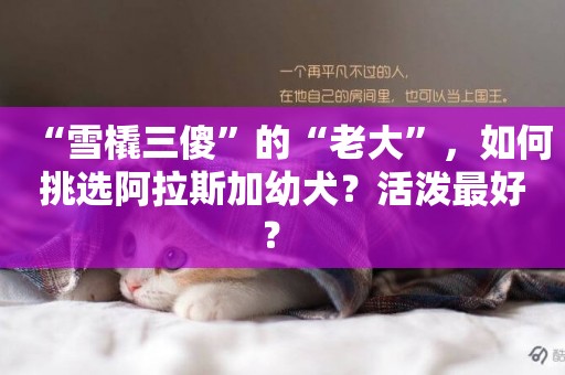 “雪橇三傻”的“老大”，如何挑選阿拉斯加幼犬？活潑最好？ 