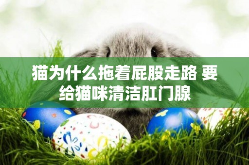 貓為什么拖著屁股走路 要給貓咪清潔肛門腺