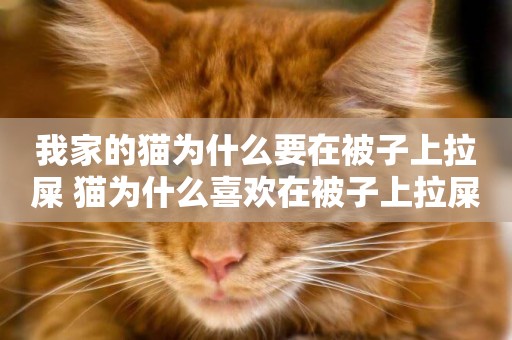 我家的貓為什么要在被子上拉屎 貓為什么喜歡在被子上拉屎