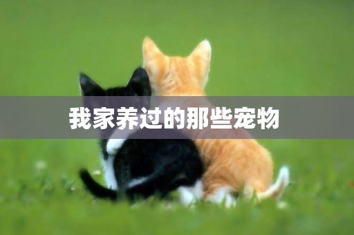 我家養過的那些寵物 