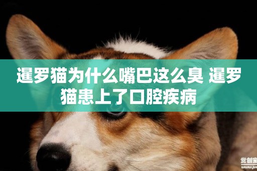 暹羅貓為什么嘴巴這么臭 暹羅貓患上了口腔疾病