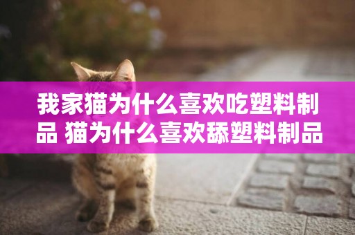 我家貓為什么喜歡吃塑料制品 貓為什么喜歡舔塑料制品