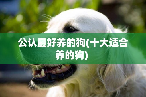 公認最好養的狗(十大適合養的狗) 