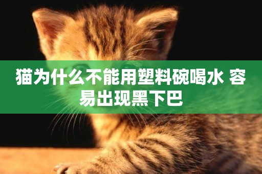 貓為什么不能用塑料碗喝水 容易出現黑下巴