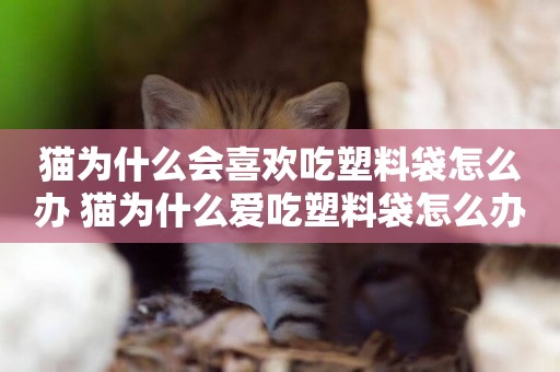 貓為什么會喜歡吃塑料袋怎么辦 貓為什么愛吃塑料袋怎么辦