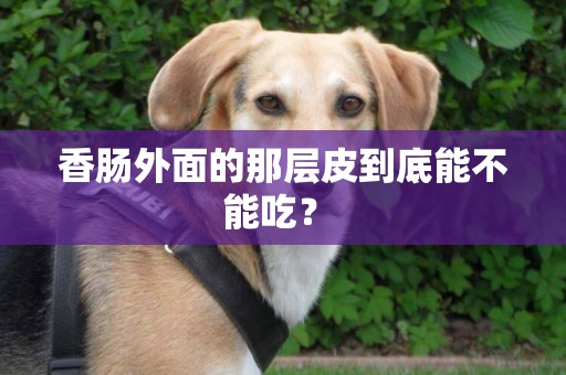 香腸外面的那層皮到底能不能吃？ 