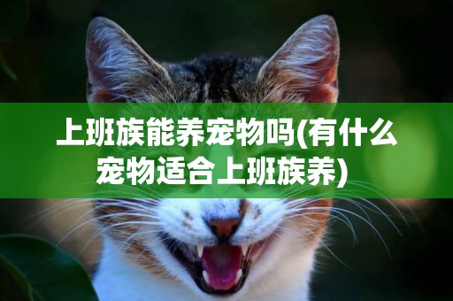 上班族能養寵物嗎(有什么寵物適合上班族養) 