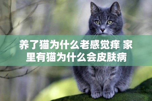 養了貓為什么老感覺癢 家里有貓為什么會皮膚病