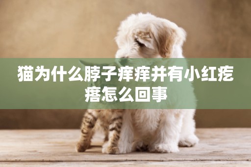 貓為什么脖子癢癢并有小紅疙瘩怎么回事