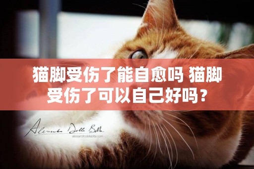 貓腳受傷了能自愈嗎 貓腳受傷了可以自己好嗎？