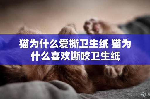 貓為什么愛撕衛生紙 貓為什么喜歡撕咬衛生紙