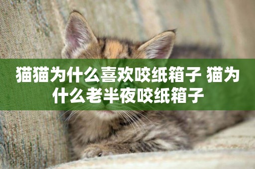 貓貓為什么喜歡咬紙箱子 貓為什么老半夜咬紙箱子