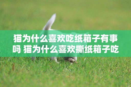 貓為什么喜歡吃紙箱子有事嗎 貓為什么喜歡撕紙箱子吃